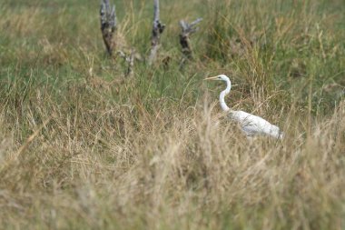 Vahşi doğada beyaz balıkçıl