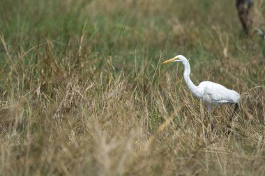 vahşi ak balıkçıl