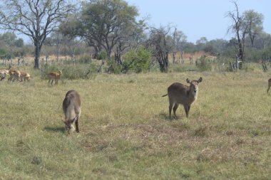 Parktaki bir grup hayvan.