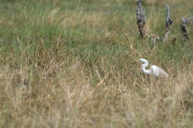 Ormandaki beyaz balıkçıl