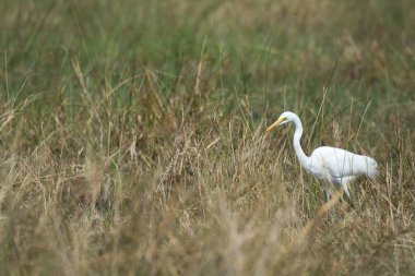 Çimlerde beyaz balıkçıl