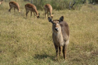 Kızıl geyik (cervus elaphus )
