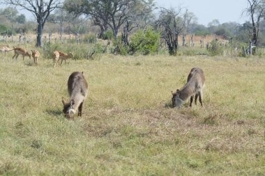Savanadaki bir grup genç hayvan.