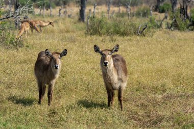 Kenya bozkırlarında vahşi antiloplar