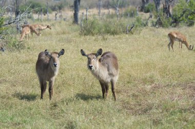 Afrika bozkırında vahşi bir geyik