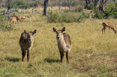 Çayırda dişi antiloplar