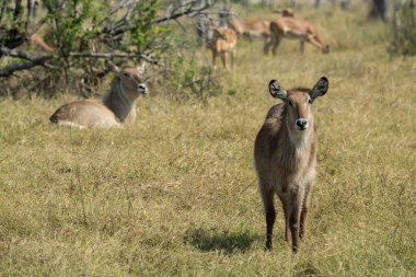 Kenya Ulusal Parkı 'ndaki kuantiloplar