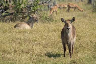 Erkek kuantiloplar çimlerde