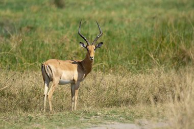 Afrika bozkırlarında erkek antiloplar..