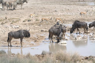 Sudaki vahşi hayvan sürüsü.
