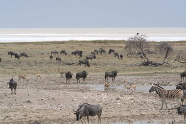Suyun içinde zebra sürüsü