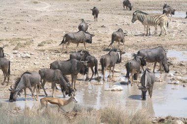 Namibya 'daki Etoşa Ulusal Parkı' nın suyundaki su birikintisinde bir zebra sürüsü..