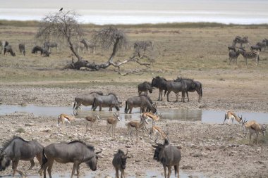 Namibya 'daki etosha' daki antilop sürüsü.