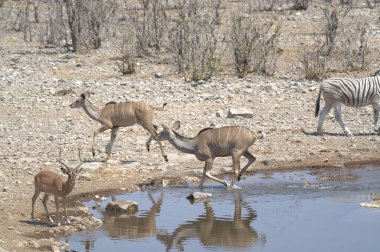 Namibya 'daki Etoşa Ulusal Parkı' nda su birikintisi ve zebralar var.