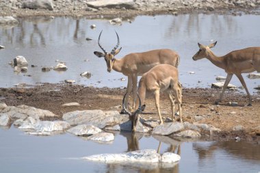 Vahşi doğadaki bir grup genç antilop.