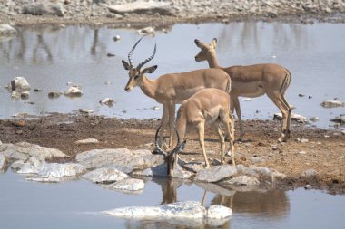 geyik bir hayvanat bahçesi