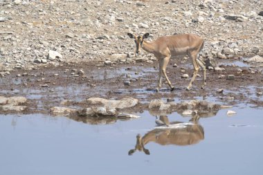 Etoşa 'daki su birikintisi