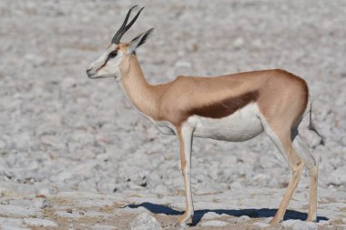Çölün kum tepelerindeki kırmızı ceylan