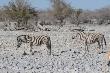 Savanadaki Afrikalı vahşi hayvanlar