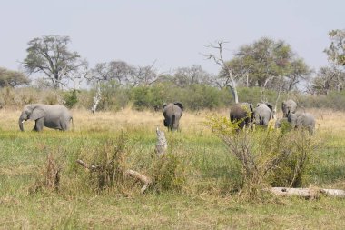 Afrika savanasındaki filler