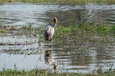 Balıkçıl bir gölde, doğa ortamında