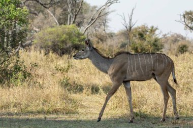 Ormanın arka planında büyük boynuzları olan dişi bir geyik..