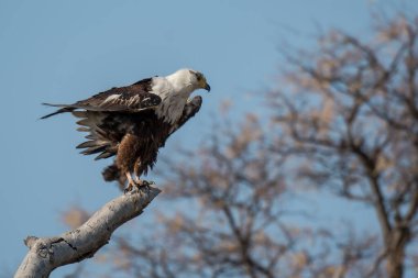 Vahşi doğada kel kartal