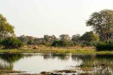 Önünde bir ağaç olan göl manzarası.