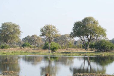 Parkta güzel bir gölet manzarası