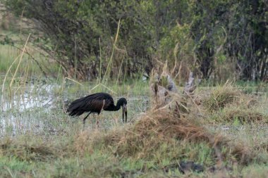 Kara balıkçıl kuşu vahşi doğada