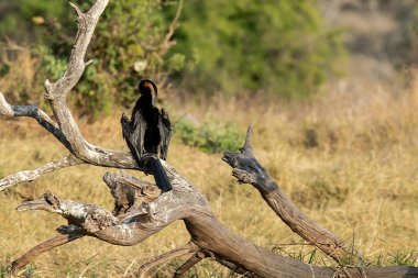 Ağaçtaki Afrikalı kuş