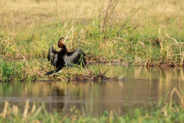 Siyah ördek nehirde yüzüyor..