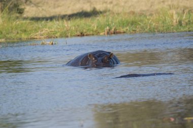 Su aygırı elinde potaminle nehirde yüzüyor.