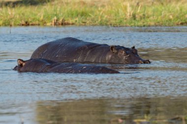 Su aygırı Kruger National Park, Güney Afrika