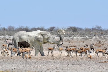 Afrika çalı fili (loxodonta africana) Etoşa, Namibya 'da yürüyor.