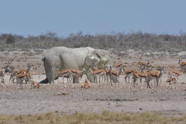 Etoşa Ulusal Park Namibya 'da bir grup fil..