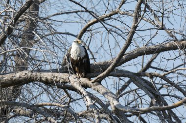 Doğadaki kartal kuşu, vahşi yaşam