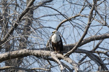 Beyaz kuyruklu kartal. Doğal parkta.