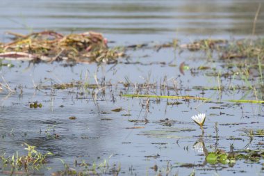 Nehirdeki su kirliliği
