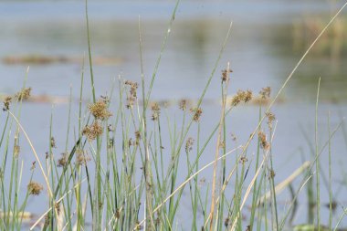Güzel botanik fotoğrafı, doğal duvar kağıdı.