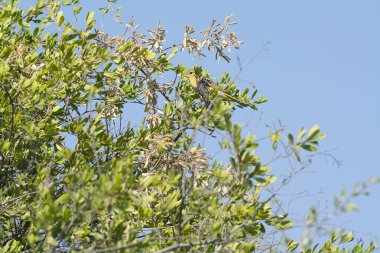 İlkbaharda yaprakları olan ağaç dalı