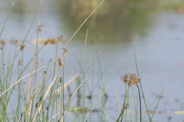 Doğal manzaranın güzel manzarası