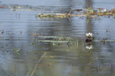 Suda yüzen güzel beyaz ve siyah bir kuşun yakın çekimi.