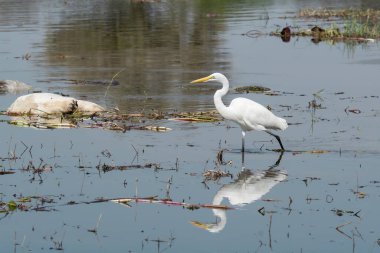 Suda beyaz balıkçıl