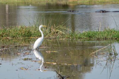 Gölde bir balıkçıl.