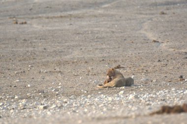 Kumsalda sevimli bir köpek.