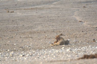 Kumdaki sevimli köpek.