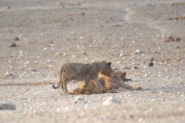 Vahşi aslan, Afrikalı hayvan.