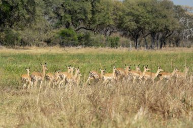 Afrika vahşi hayvanlar