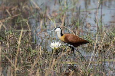 Beyaz - kanatlı vinç (siyanhiantopus rumanus) doğal yaşam alanında